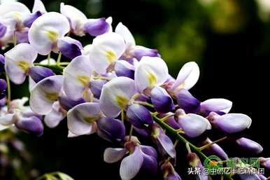 什么是紫藤花语？紫藤花语古风版