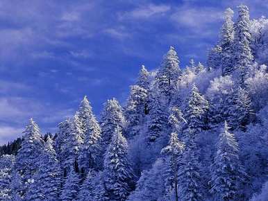 雪松的叶子是什么样子的，雪松的叶子有什么特点？
