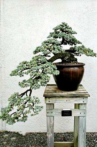 雪松的叶子是什么样子的，雪松的叶子有什么特点？
