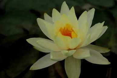 家庭睡莲的种植方法，无土睡莲的种植技巧