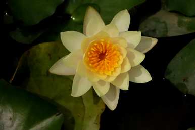 家庭睡莲的种植方法，无土睡莲的种植技巧