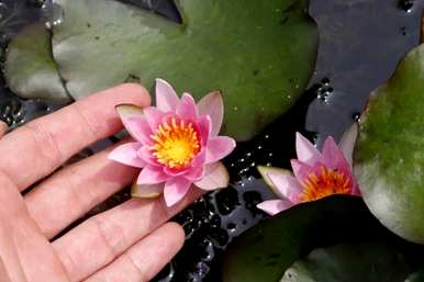 家庭睡莲的种植方法，无土睡莲的种植技巧