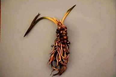 家庭睡莲的种植方法，无土睡莲的种植技巧