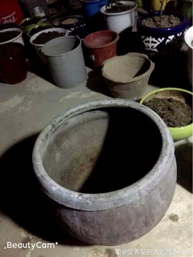 家庭睡莲的种植方法，无土睡莲的种植技巧