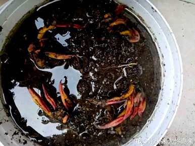 家庭睡莲的种植方法，无土睡莲的种植技巧