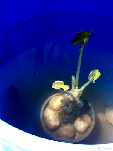 家庭睡莲的种植方法，无土睡莲的种植技巧