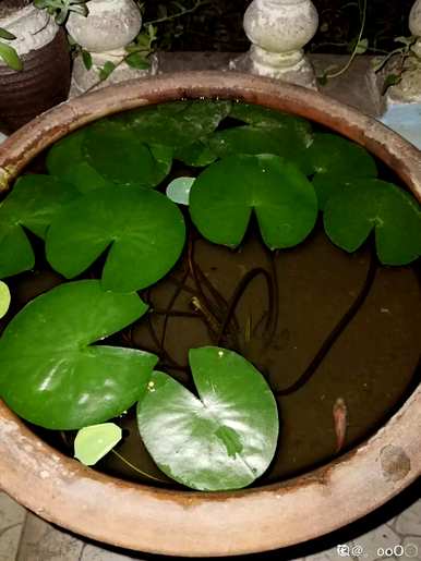 家庭睡莲的种植方法，无土睡莲的种植技巧