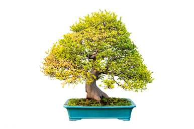 详细介绍了榆树盆景的维护方法，如何维护榆树盆景