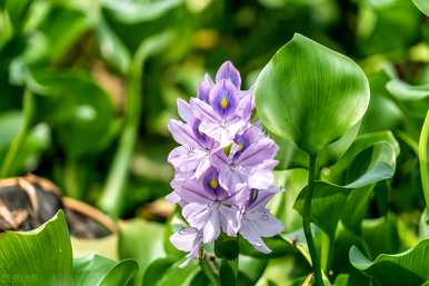如何在温室里养殖水葫芦，如何养殖水葫芦