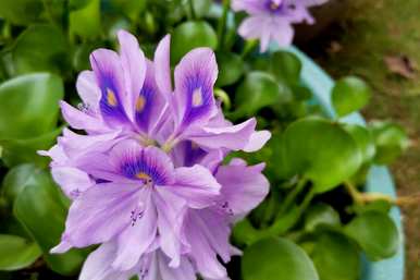 如何在温室里养殖水葫芦，如何养殖水葫芦