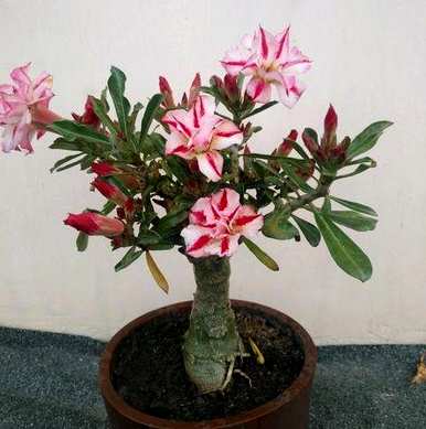 沙漠玫瑰能在封闭的阳台上开花吗？沙漠玫瑰怎么开花？