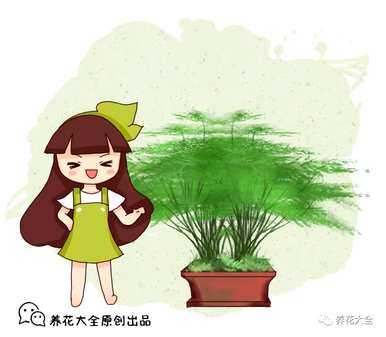 文竹风景图片大全，文竹图片大全