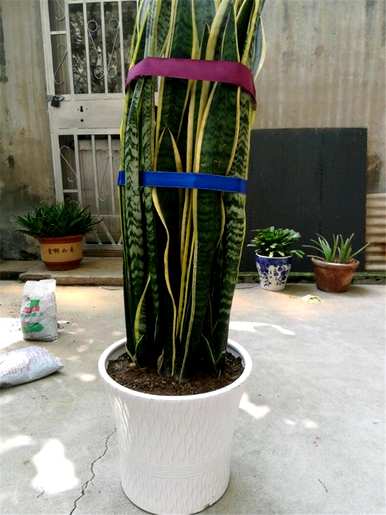 虎皮兰怎么养才能长得好，金边虎皮兰怎么养才能长得茂盛