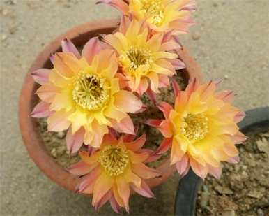仙人掌开花多少年？仙人掌开花预示着什么？