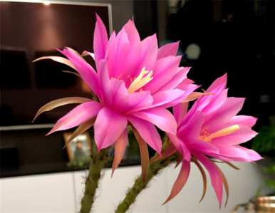 仙人掌开花多少年？仙人掌开花预示着什么？