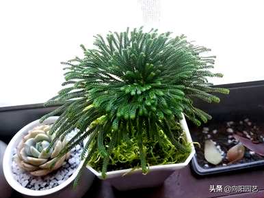 杨树和卷柏是被子植物吗？卷柏是什么样的植物？