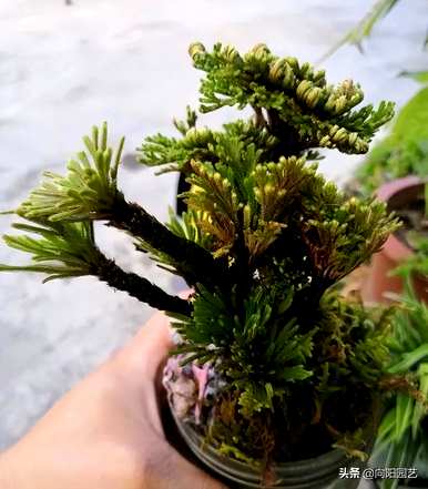 杨树和卷柏是被子植物吗？卷柏是什么样的植物？