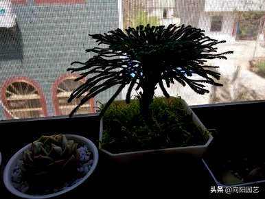 杨树和卷柏是被子植物吗？卷柏是什么样的植物？