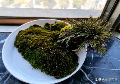 杨树和卷柏是被子植物吗？卷柏是什么样的植物？