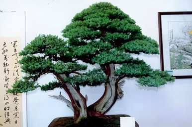 盆景刺柏树造型，如何饲养刺柏盆景？