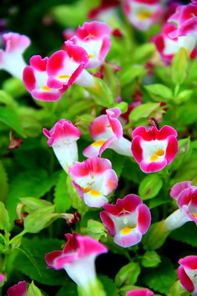 四季开花，四季开花有哪些？
