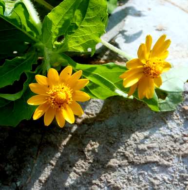 四季开花，四季开花有哪些？