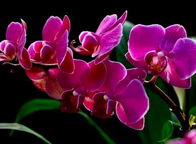 蝴蝶兰何时开花，蝴蝶兰何时开花