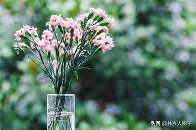 红康乃馨花象征什么意义，康乃馨代表什么意义？