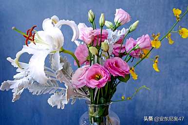 桔梗属于什么植物，桔梗的花语是什么？