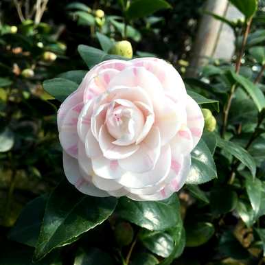 茶花品种及价格，茶花品种哪个好？