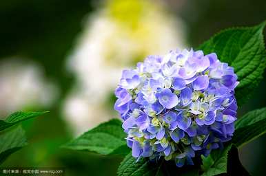 八仙花语故事，八仙花语和寓意是什么？
