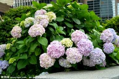 八仙花语故事，八仙花语和寓意是什么？