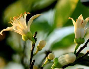 什么是代代花，代代花的价格是多少？