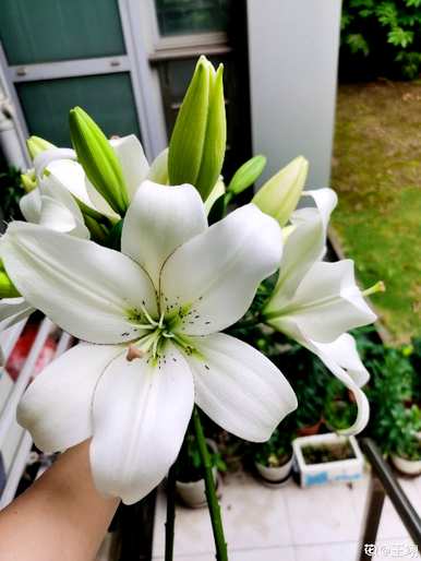 毕业后给老师送什么花，给老师送什么花