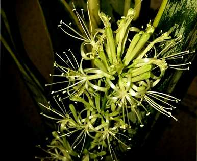 白玉虎皮兰会开花吗？虎皮兰开花意味着什么？