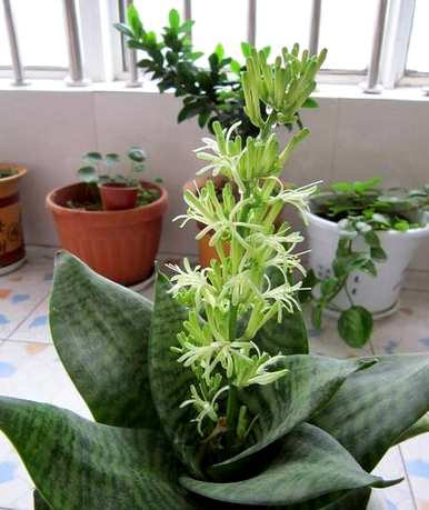 白玉虎皮兰会开花吗？虎皮兰开花意味着什么？