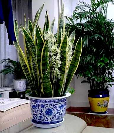 白玉虎皮兰会开花吗？虎皮兰开花意味着什么？