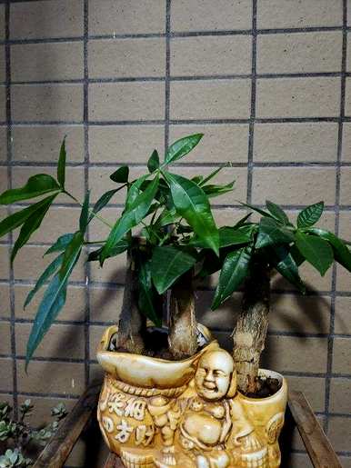 客厅阳光不能养什么花好，一年四季都没有阳光适合养什么花