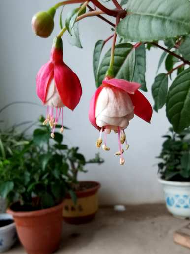 客厅阳光不能养什么花好，一年四季都没有阳光适合养什么花