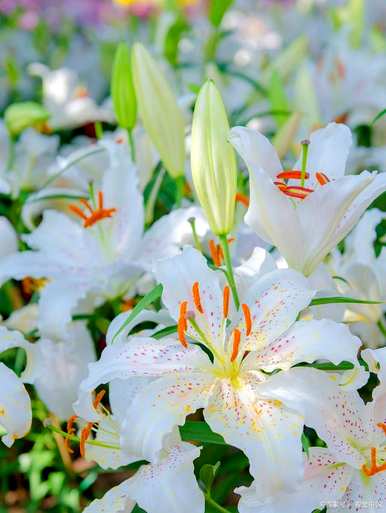 百合花如何水养更长，百合花如何水养更长