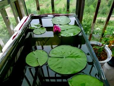 睡莲怎么养才能开花？睡莲不开花怎么回事？