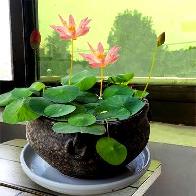 睡莲怎么养才能开花？睡莲不开花怎么回事？
