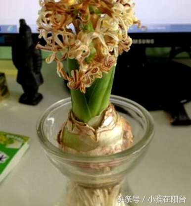 水培风信子花谢后如何处理视频，水培风信子花谢后如何处理