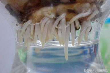 水培风信子花谢后如何处理视频，水培风信子花谢后如何处理