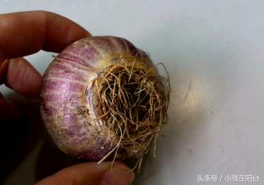 水培风信子花谢后如何处理视频，水培风信子花谢后如何处理