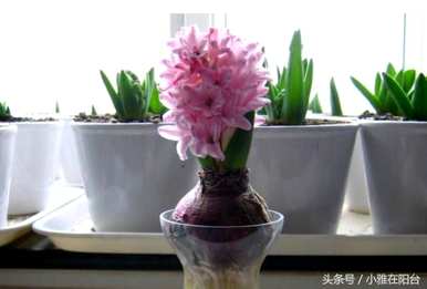 水培风信子花谢后如何处理视频，水培风信子花谢后如何处理