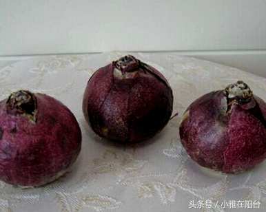 水培风信子花谢后如何处理视频，水培风信子花谢后如何处理