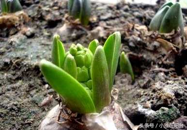水培风信子花谢后如何处理视频，水培风信子花谢后如何处理
