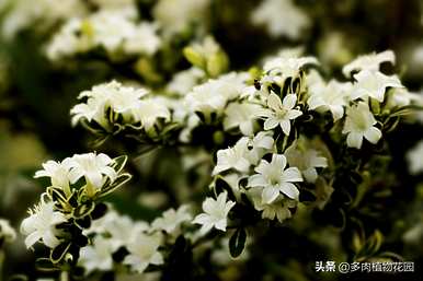 金边六月雪养殖用什么土，金边六月雪养殖方法及注意事项