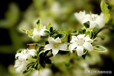 金边六月雪养殖用什么土，金边六月雪养殖方法及注意事项